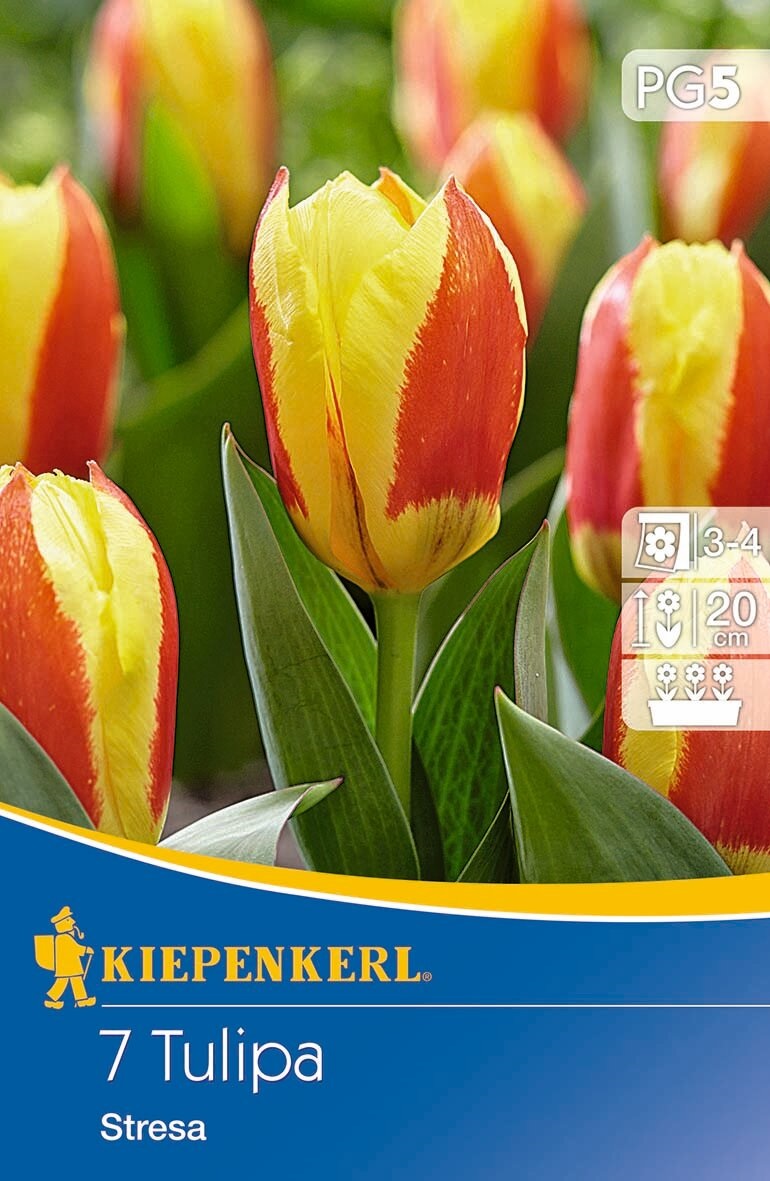 Virághagyma Tulipán Stresa 7 db Kiepenkerl