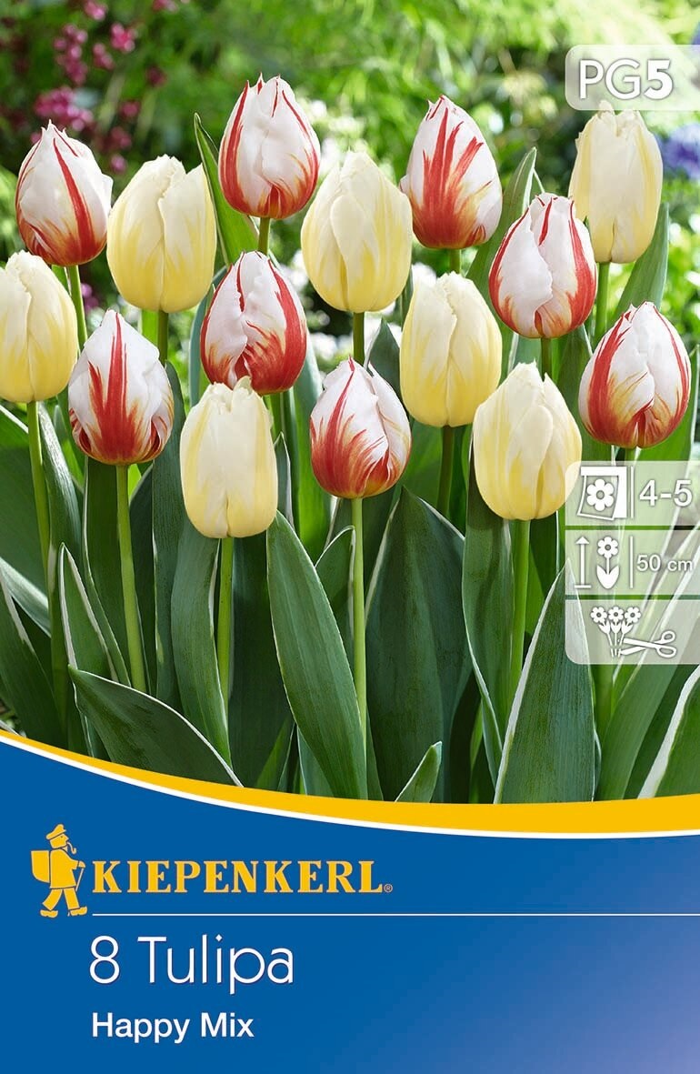 Virághagyma Tulipán Happy mix 8 db Kiepenkerl