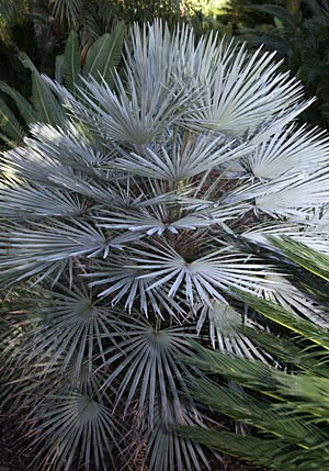 Törpe lószőrpálma (Chamaerops humilis) 5 szem