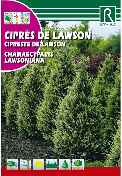 Hamisciprus (chamaecyparis lawsoniana) Rocalba