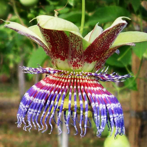 Sweet lovage (Passiflora maliformis) 5 seeds