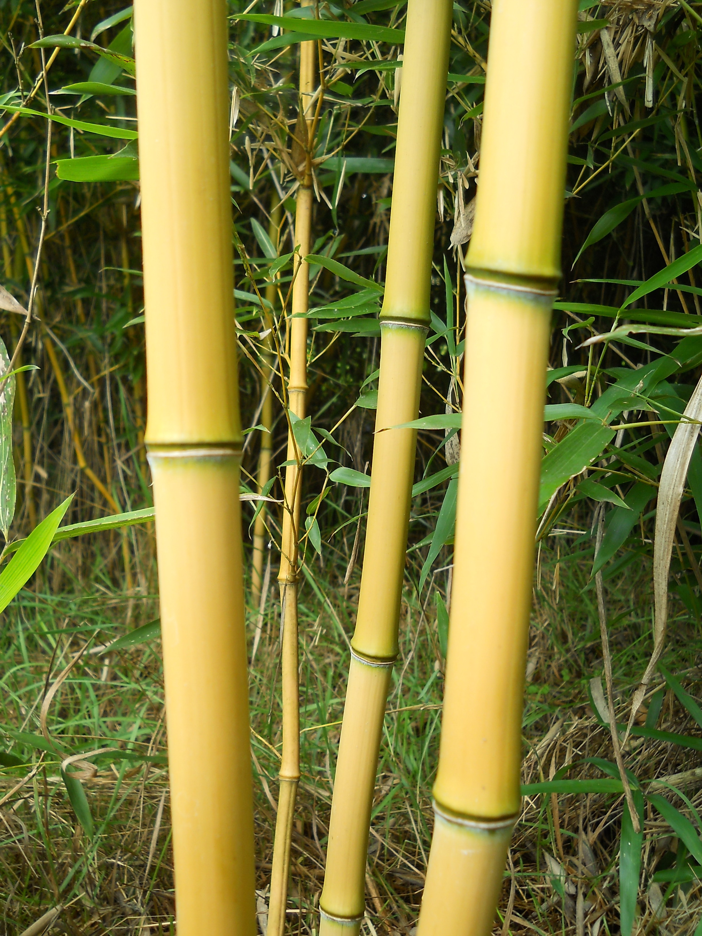Bambuszkaró 150 cm 12-14 mm