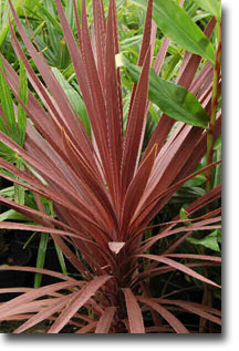 Purple-leaved Lily of the Valley (Cordyline australis Purpurea) 5 seeds