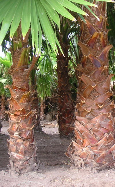 Mexican Fan Palm (Washingtonia robusta) 5 seeds