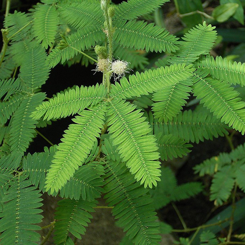 Mimosa pudica (Mimosa pudica) 5 seeds