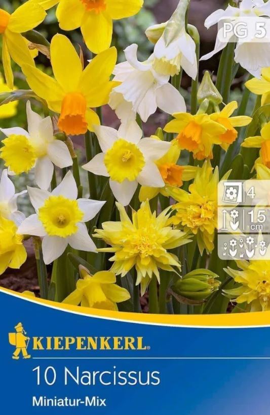 Bulb Daffodil Miniature mix (rock garden mix) Kiepenkerl 10 pcs