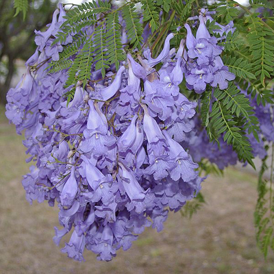 Common yarrow (Jacaranda mimosifolia) 5 grains