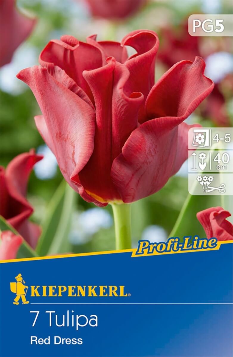 Virághagyma Tulipán Red Dress 7 db Kiepenkerl
